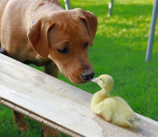 Quit Hounding Birds: How to Stop Your Dog From Chasing Birds Quit Hounding Birds: How to Stop Your Dog From Chasing Birds