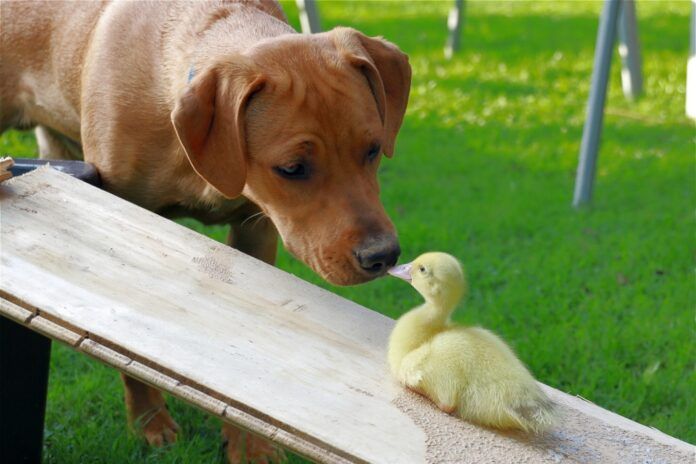 Quit Hounding Birds: How to Stop Your Dog From Chasing Birds