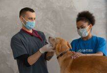 Pet Health: The Importance of Routine Checkups & How Often Should Your Pet Visit? Pet Health: The Importance of Routine Checkups & How Often Should Your Pet Visit?