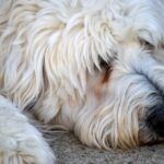 Can We Reduce Health Issues by Cross-breeding Dogs?