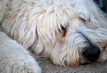 Can We Reduce Health Issues by Cross-breeding Dogs? Can We Reduce Health Issues by Cross-breeding Dogs?