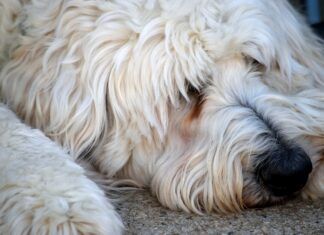 Can We Reduce Health Issues by Cross-breeding Dogs?