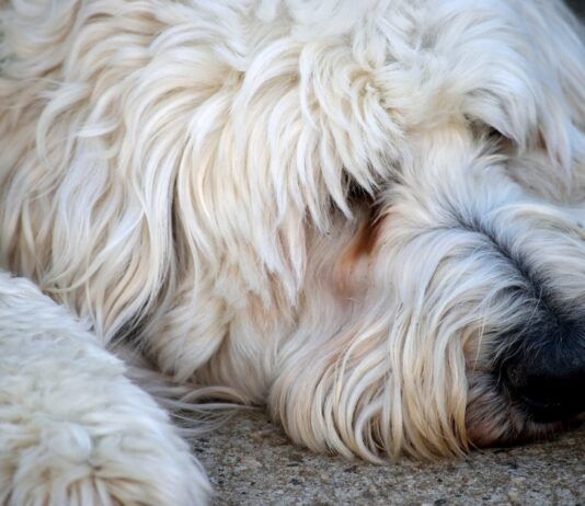 Can We Reduce Health Issues by Cross-breeding Dogs? Can We Reduce Health Issues by Cross-breeding Dogs?