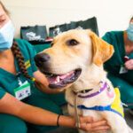 Pet Vaccination Requirements During Pet Relocation in Singapore