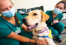 Pet Vaccination Requirements During Pet Relocation in Singapore Pet Vaccination Requirements During Pet Relocation in Singapore