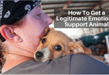 How To Get a Legitimate Emotional Support Animal How To Get a Legitimate Emotional Support Animal