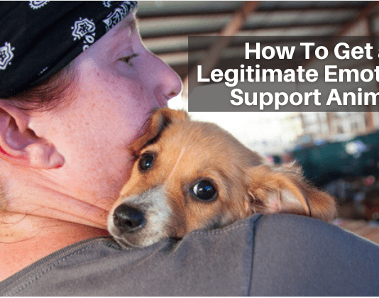 How To Get a Legitimate Emotional Support Animal How To Get a Legitimate Emotional Support Animal