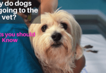 Why do dogs hate going to the vet? – 3 Facts you should Know Why do dogs hate going to the vet? - 3 Facts you should Know