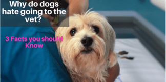 Why do dogs hate going to the vet? – 3 Facts you should Know Why do dogs hate going to the vet? - 3 Facts you should Know