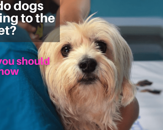 Why do dogs hate going to the vet? – 3 Facts you should Know Why do dogs hate going to the vet? - 3 Facts you should Know