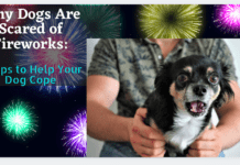 Why Dogs Are Scared of Fireworks: 7 Tips to Help Your Dog Cope Why Dogs Are Scared of Fireworks: 7 Tips to Help Your Dog Cope