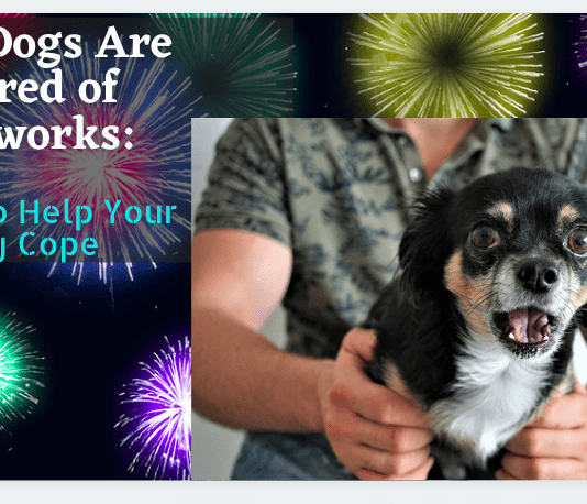 Why Dogs Are Scared of Fireworks: 7 Tips to Help Your Dog Cope Why Dogs Are Scared of Fireworks: 7 Tips to Help Your Dog Cope