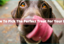 How To Pick The Perfect Treat For Your Dog How To Pick The Perfect Treat For Your Dog