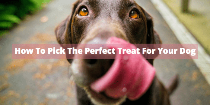 How To Pick The Perfect Treat For Your Dog