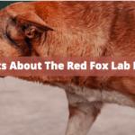 8 Fun Facts About The Red Fox Lab Dog Breed 8 Fun Facts About The Red Fox Lab Dog Breed