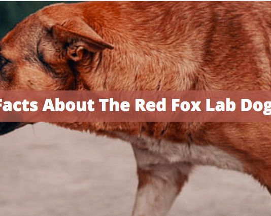 8 Fun Facts About The Red Fox Lab Dog Breed 8 Fun Facts About The Red Fox Lab Dog Breed