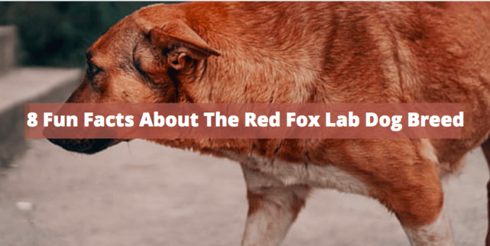 8 Fun Facts About The Red Fox Lab Dog Breed