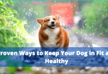 Proven Ways to Keep Your Dog Fit and Healthy Proven Ways to Keep Your Dog in Fit and Healthy