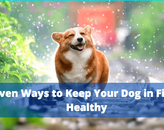 Proven Ways to Keep Your Dog Fit and Healthy Proven Ways to Keep Your Dog in Fit and Healthy