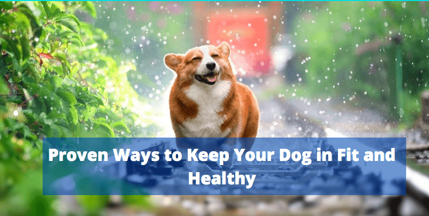 Proven Ways to Keep Your Dog in Fit and Healthy