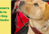 Pet owners guide to easy dog care hacks Pet Owners Guide to Easy Dog Care Hacks