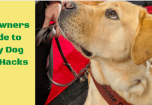 Pet owners guide to easy dog care hacks Pet Owners Guide to Easy Dog Care Hacks