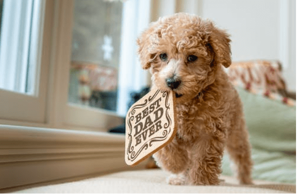 Why You Need a Labradoodle 