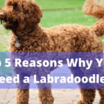 Top 5 Reasons Why You Need a Labradoodle Top 5 Reasons Why You Need a Labradoodle