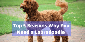 Top 5 Reasons Why You Need a Labradoodle Top 5 Reasons Why You Need a Labradoodle