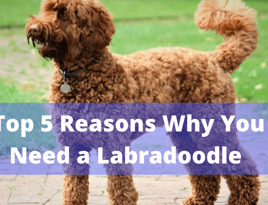 Top 5 Reasons Why You Need a Labradoodle Top 5 Reasons Why You Need a Labradoodle