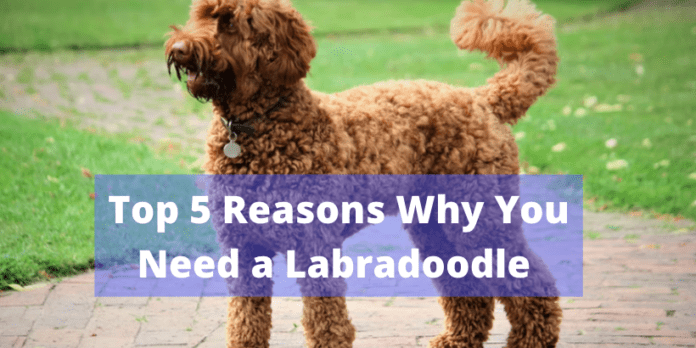 Top 5 Reasons Why You Need a Labradoodle 
