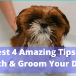 Best 4 Amazing Tips To Bath & Groom Your Dog