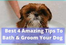Best 4 Amazing Tips To Bath & Groom Your Dog Best 4 Amazing Tips To Bath & Groom Your Dog
