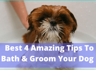 Best 4 Amazing Tips To Bath & Groom Your Dog