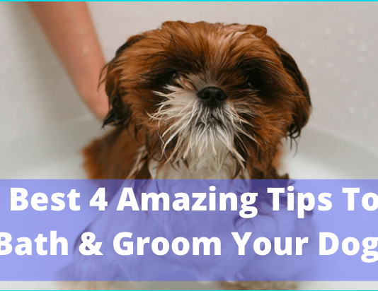 Best 4 Amazing Tips To Bath & Groom Your Dog Best 4 Amazing Tips To Bath & Groom Your Dog