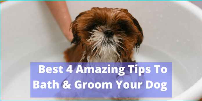 Best 4 Amazing Tips To Bath & Groom Your Dog