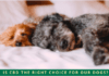 Is CBD The Right Choice For Our Dogs?