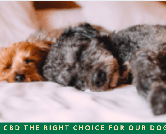Is CBD The Right Choice For Our Dogs?