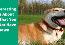 15 Interesting Facts About Dogs That You May Not Have Known 15 Interesting Facts About Dogs That You May Not Have Known