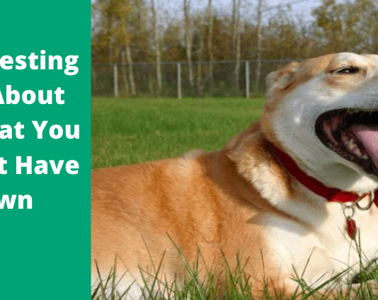 15 Interesting Facts About Dogs That You May Not Have Known 15 Interesting Facts About Dogs That You May Not Have Known