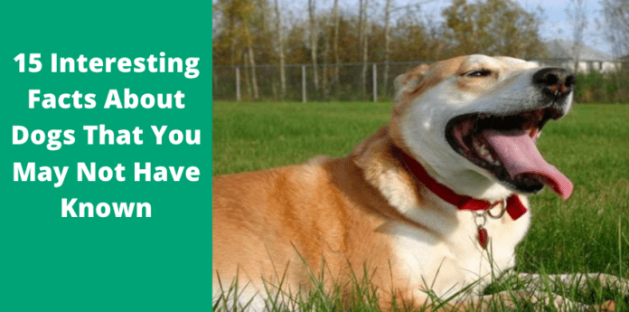 15 Interesting Facts About Dogs That You May Not Have Known