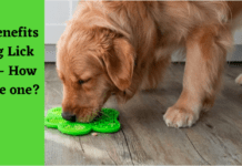 The Benefits of Dog Lick Mats – How do I use one? The Benefits of Dog Lick Mats – How do I use one?