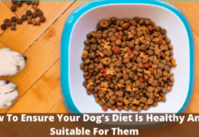 How To Ensure Your Dog’s Diet Is Healthy And Suitable For Them How To Ensure Your Dog's Diet Is Healthy And Suitable For Them