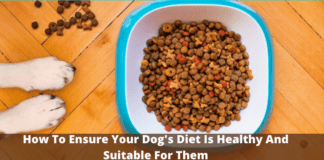 How To Ensure Your Dog’s Diet Is Healthy And Suitable For Them How To Ensure Your Dog's Diet Is Healthy And Suitable For Them