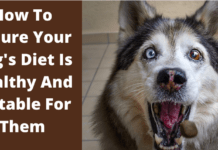 Do You Have A Senior Dog? Here’s How To Take Care Of Them Do You Have A Senior Dog? Here's How To Take Care Of Them