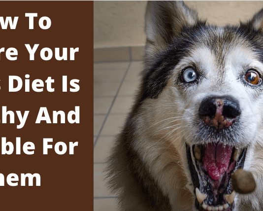 Do You Have A Senior Dog? Here’s How To Take Care Of Them Do You Have A Senior Dog? Here's How To Take Care Of Them