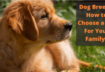 Dog Breeds: How to Choose a Pet For Your Family? Dog Breeds: How to Choose a Pet For Your Family?
