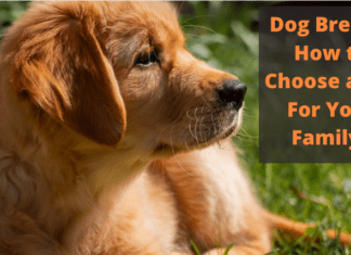 Dog Breeds: How to Choose a Pet For Your Family? Dog Breeds: How to Choose a Pet For Your Family?