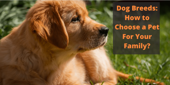 Dog Breeds: How to Choose a Pet For Your Family?