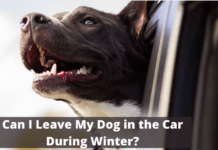 Can I Leave My Dog in the Car During Winter? Can I Leave My Dog in the Car During Winter?